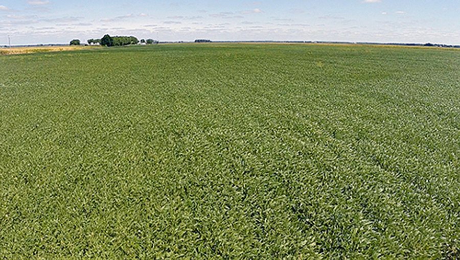 REAL ESTATE AUCTION - 379+/- ACRES OFFERED IN 6 TRACTS IN JASPER COUNTY